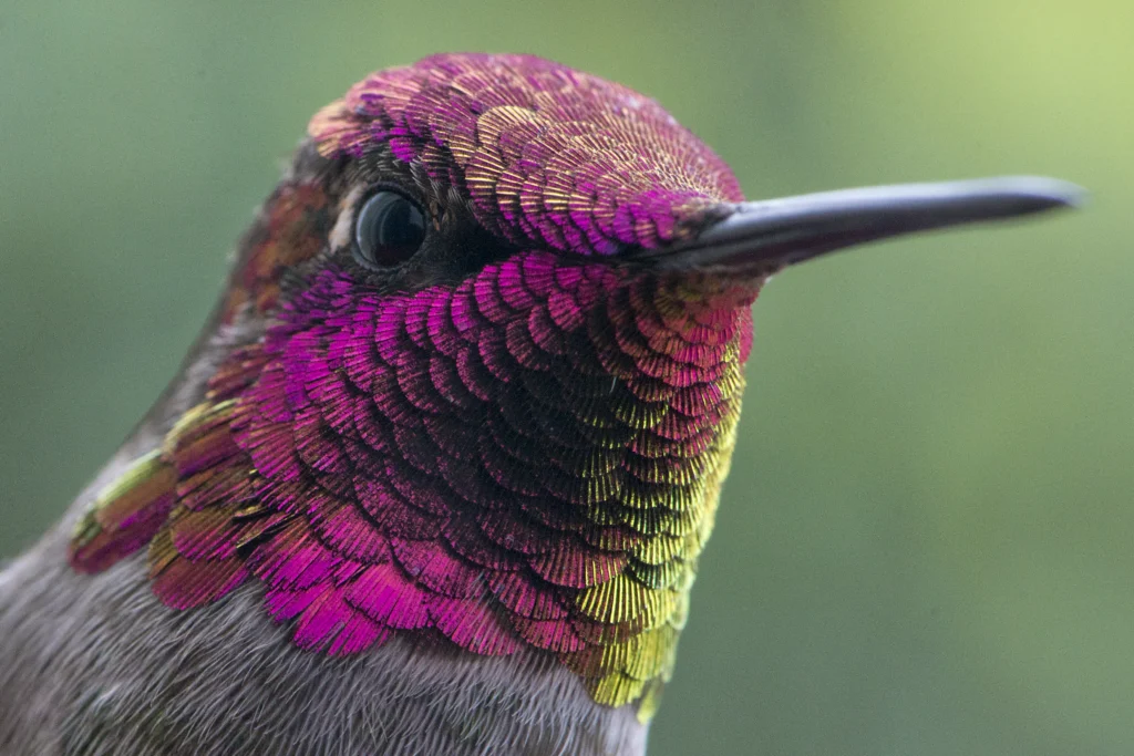 Anna’s Hummingbird. Photo by Matt Knoth, Shutterstock.