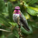 Anna's Hummingbird. Photo by Nick Athana.