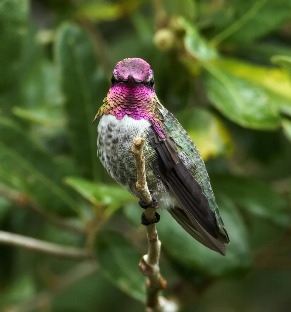 Anna's Hummingbird. Photo by Nick Athana.