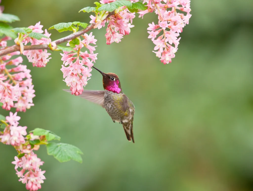 Anna’s Hummingbird. Photo by Robert L Kothenbeutel, Shutterstock.