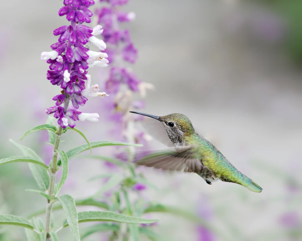 Anna’s Hummingbird female. Photo by Angel DiBilio, Shutterstock.