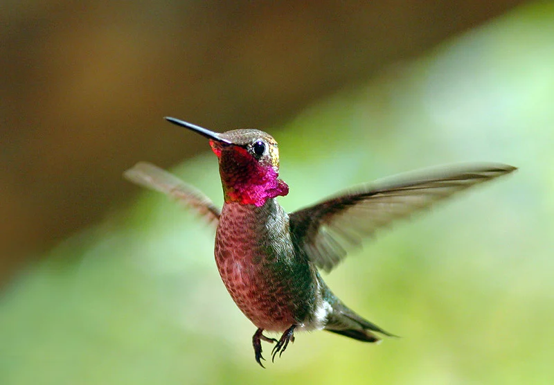 Anna’s Hummingbird. Photo by Tom Grey.