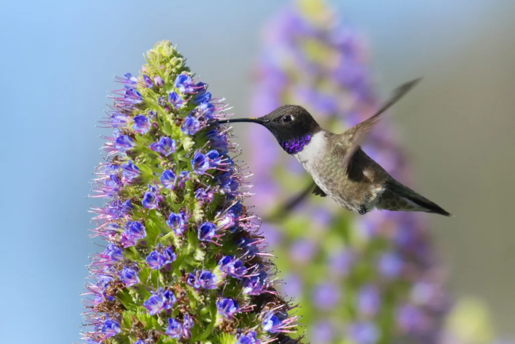 Black-chinned Hummingbird. Photo by sumikophoto, Shutterstock.