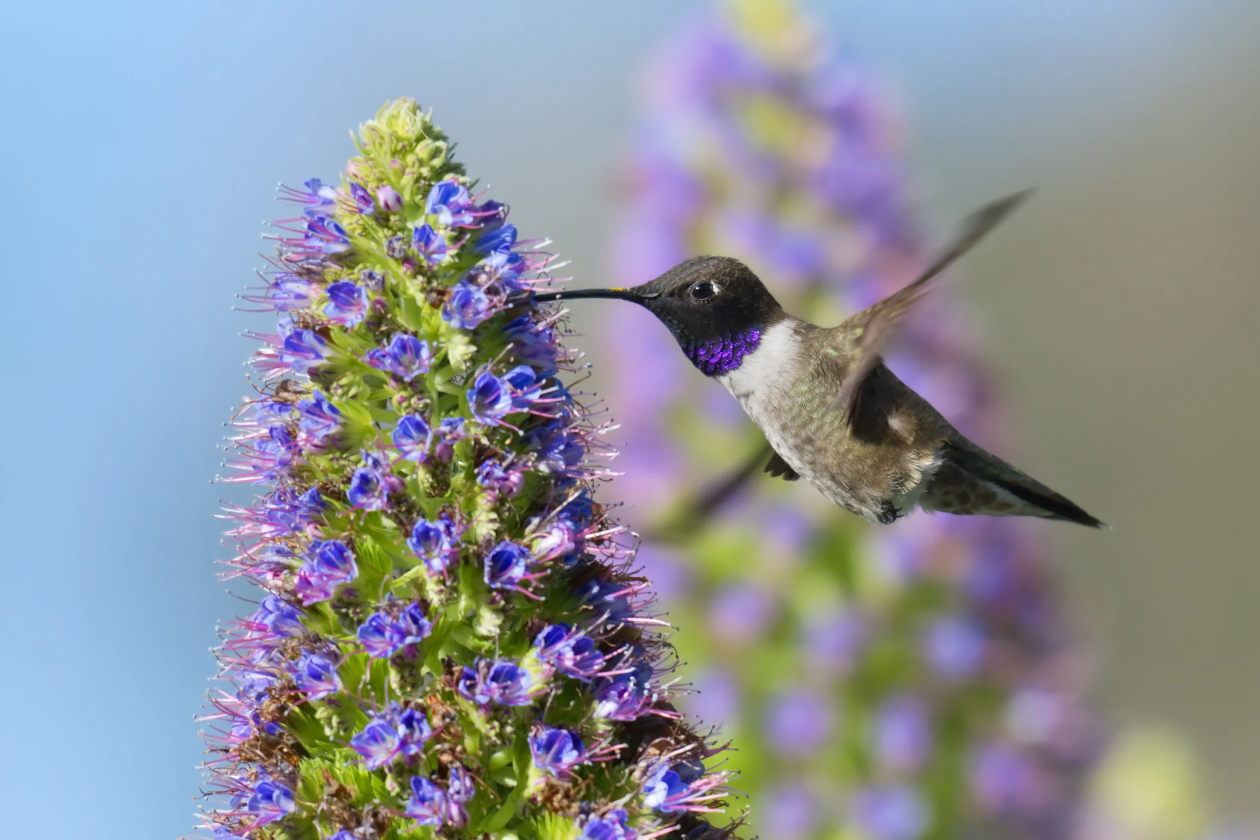 Black-chinned Hummingbird. Photo by sumikophoto, Shutterstock.
