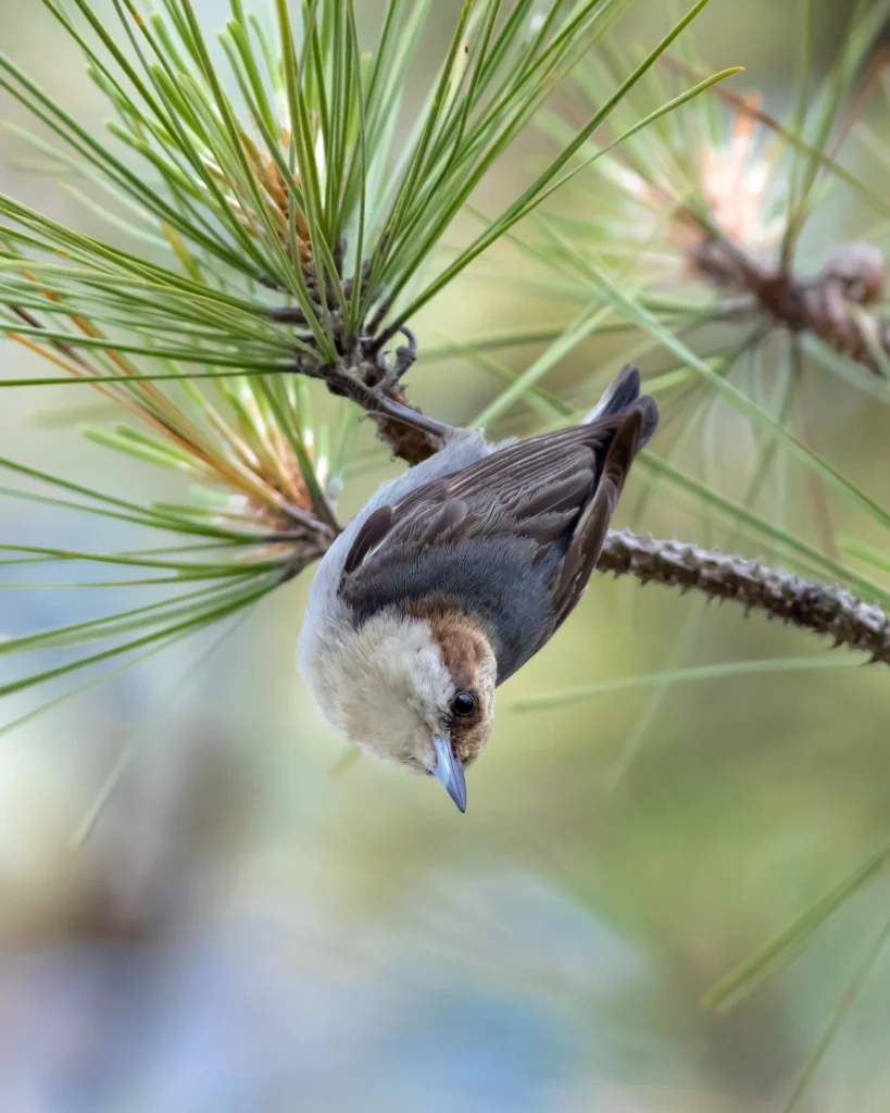 Brown-headed Nuthatch. Photo by Frode Jacobsen, Shutterstock.
