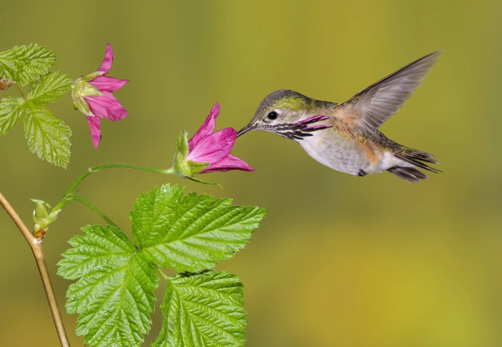 A Calliope Hummingbird hovers in mid-air as it uses its bill to probe a magenta flower on a salmonberry plant.