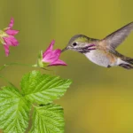A Calliope Hummingbird hovers in mid-air as it uses its bill to probe a magenta flower on a salmonberry plant.