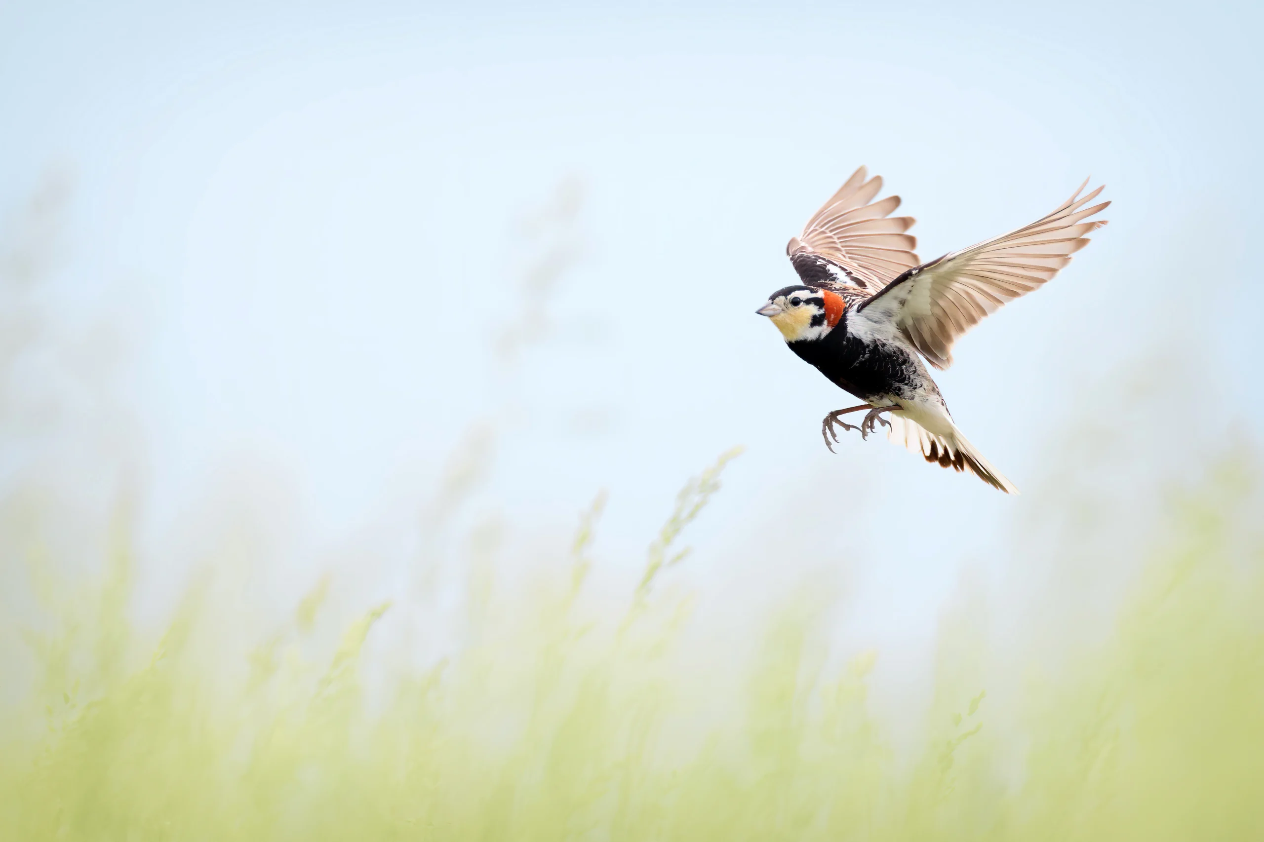 A Chestnut-collared Longspur in flight above a field of grasses.