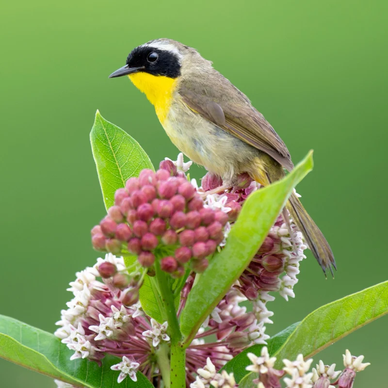 Common Yellowthroat, Ray HennesseyShutterstock 800x800
