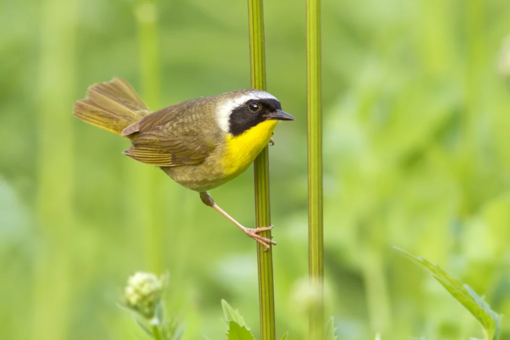 A Common Yellowthroat perches on the stalk of a plant.