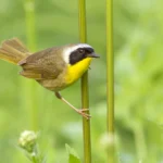 A Common Yellowthroat perches on the stalk of a plant.