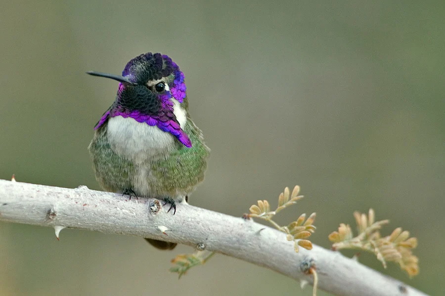 Costa’s Hummingbird. Photo by Alan Wilson.
