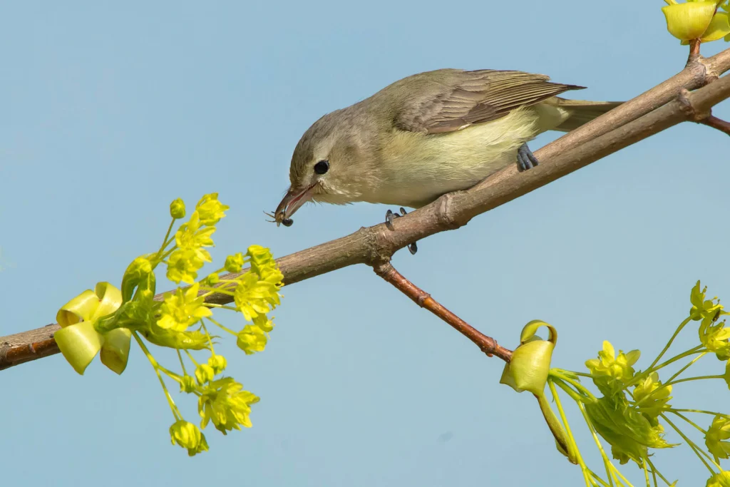 Eastern Warbling Vireo with bee. Photo by Paul Reeves Photography, Shutterstock.