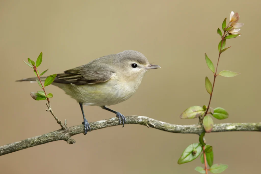 Eastern Warbling Vireo. Photo by Agami Photo Agency, Shutterstock.