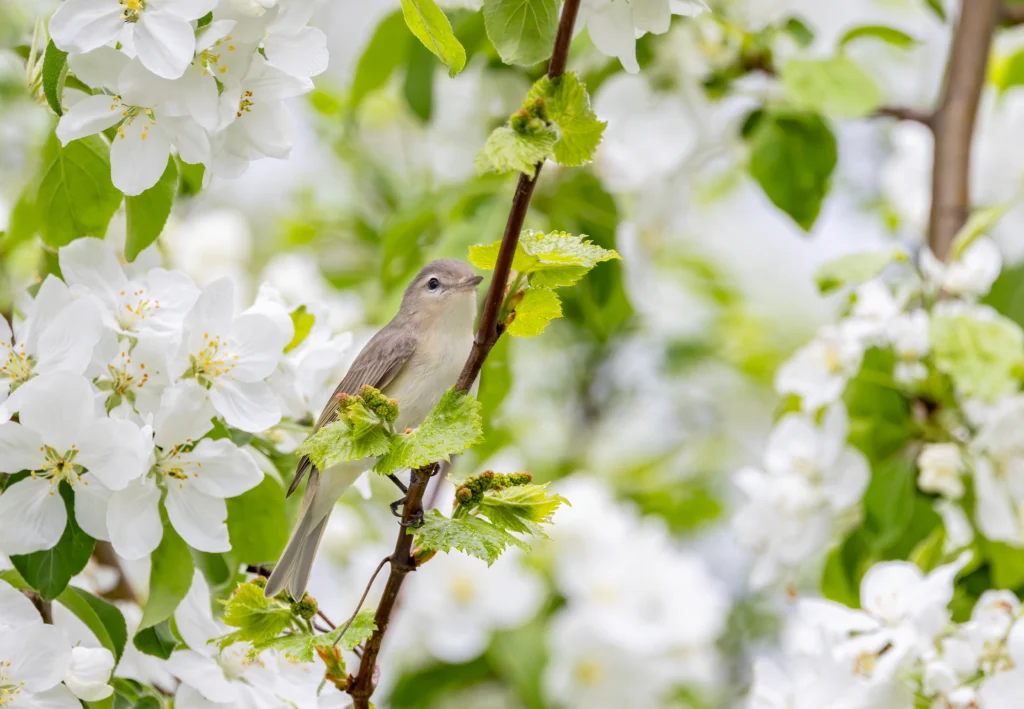 Eastern Warbling Vireo in apple tree. Photo by Jim Cumming, Shutterstock.