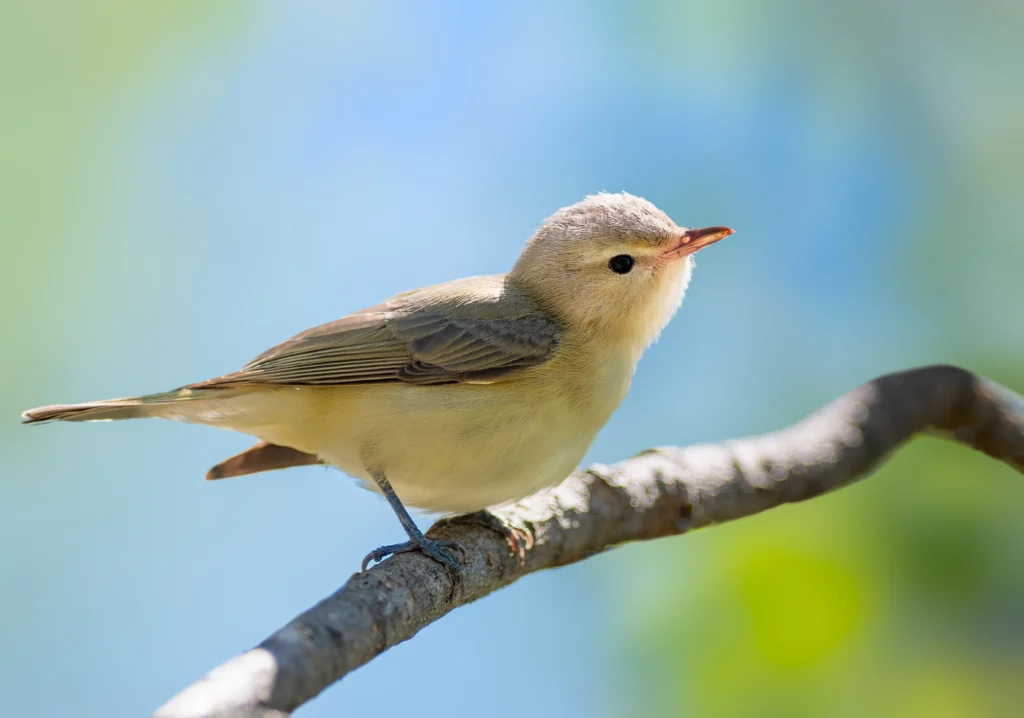 Eastern Warbling Vireo. Photo by Rajh.Photography, Shutterstock.