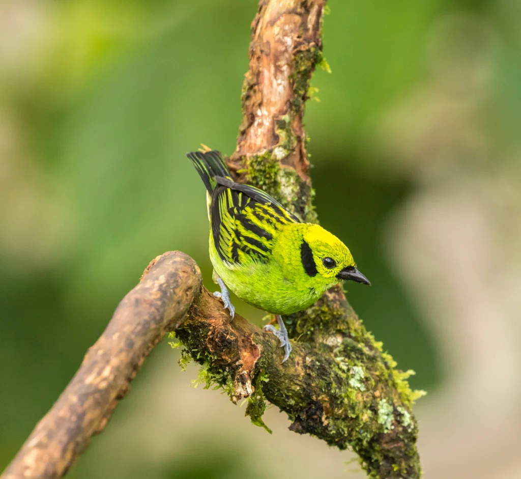 Emerald Tanager. Photo by Danita Delimont, Shutterstock.