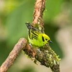 Emerald Tanager. Photo by Danita Delimont, Shutterstock.