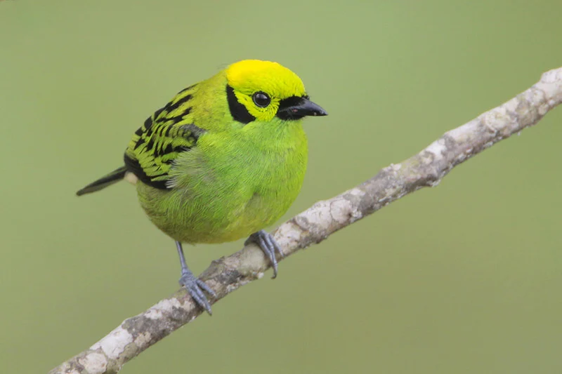 Emerald Tanager. Photo by Greg Lavaty.