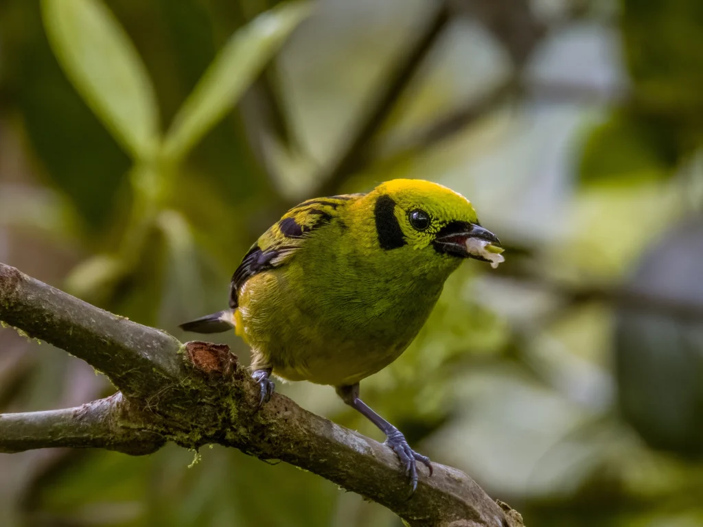 Emerald Tanager. Photo by Imogen Warren, Shutterstock.