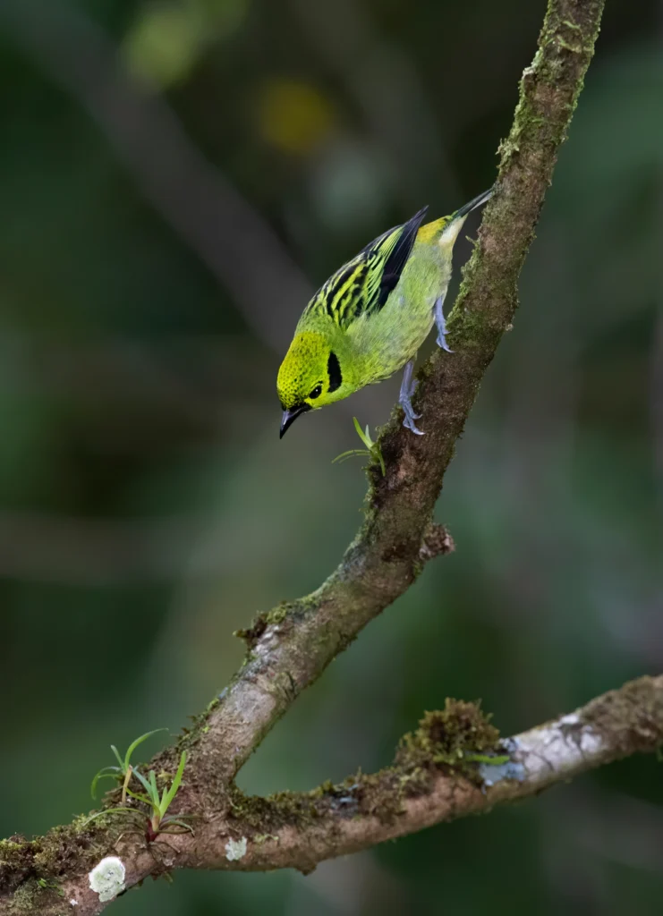 Emerald Tanager. Photo by Jim Cumming, Shutterstock.