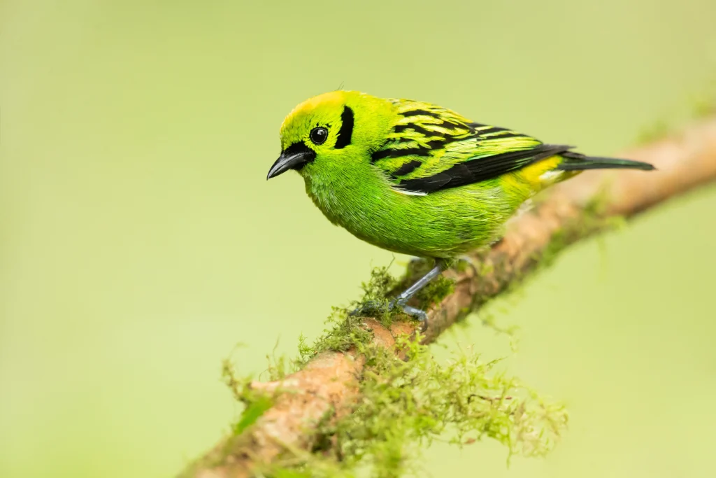 Emerald Tanager. Photo by Milan Zygmunt, Shutterstock.