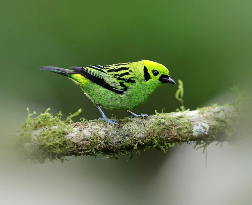 Emerald Tanager. Photo by Wang LiQiang, Shutterstock.