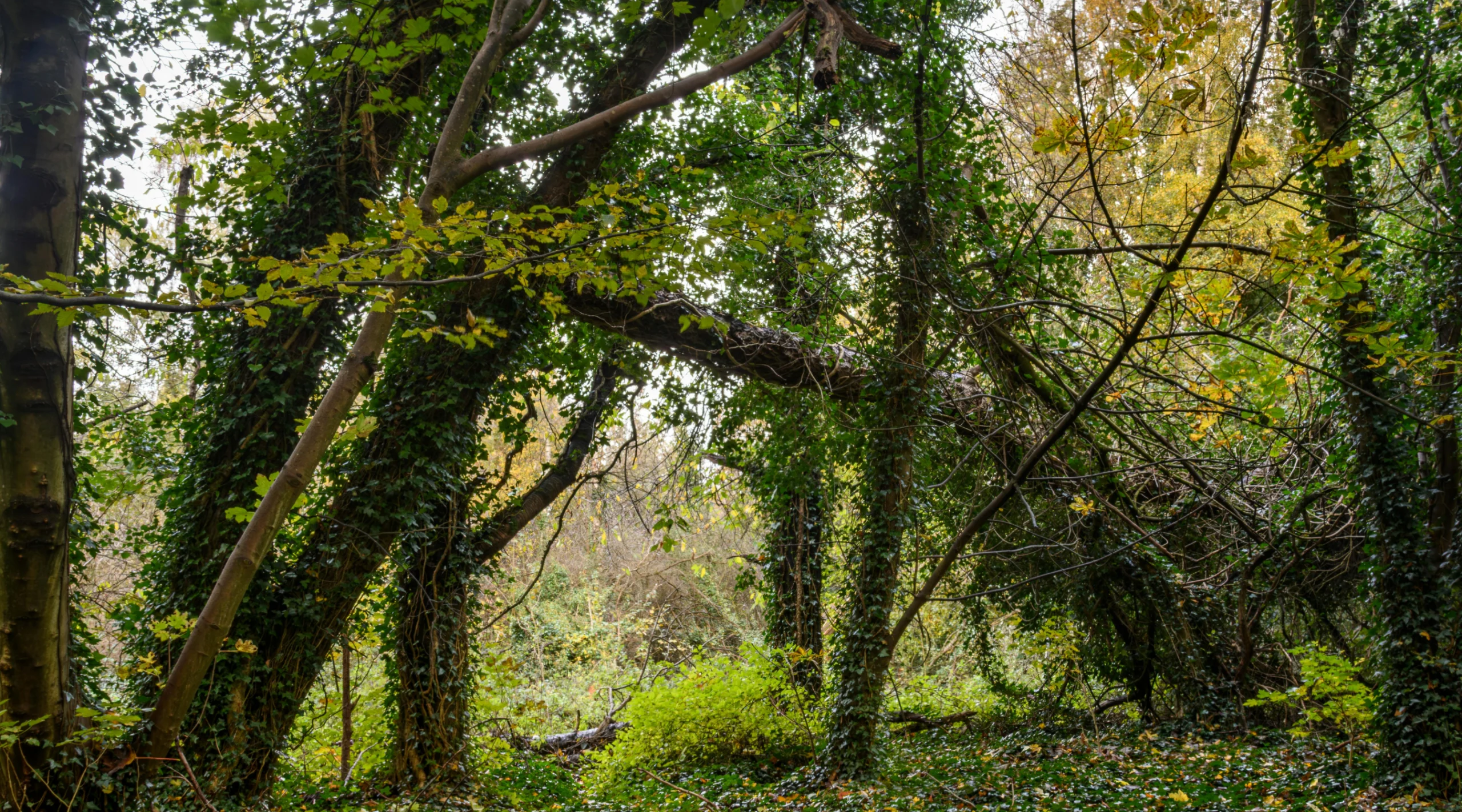 Forest by Irek Marcinkowski, Pexels