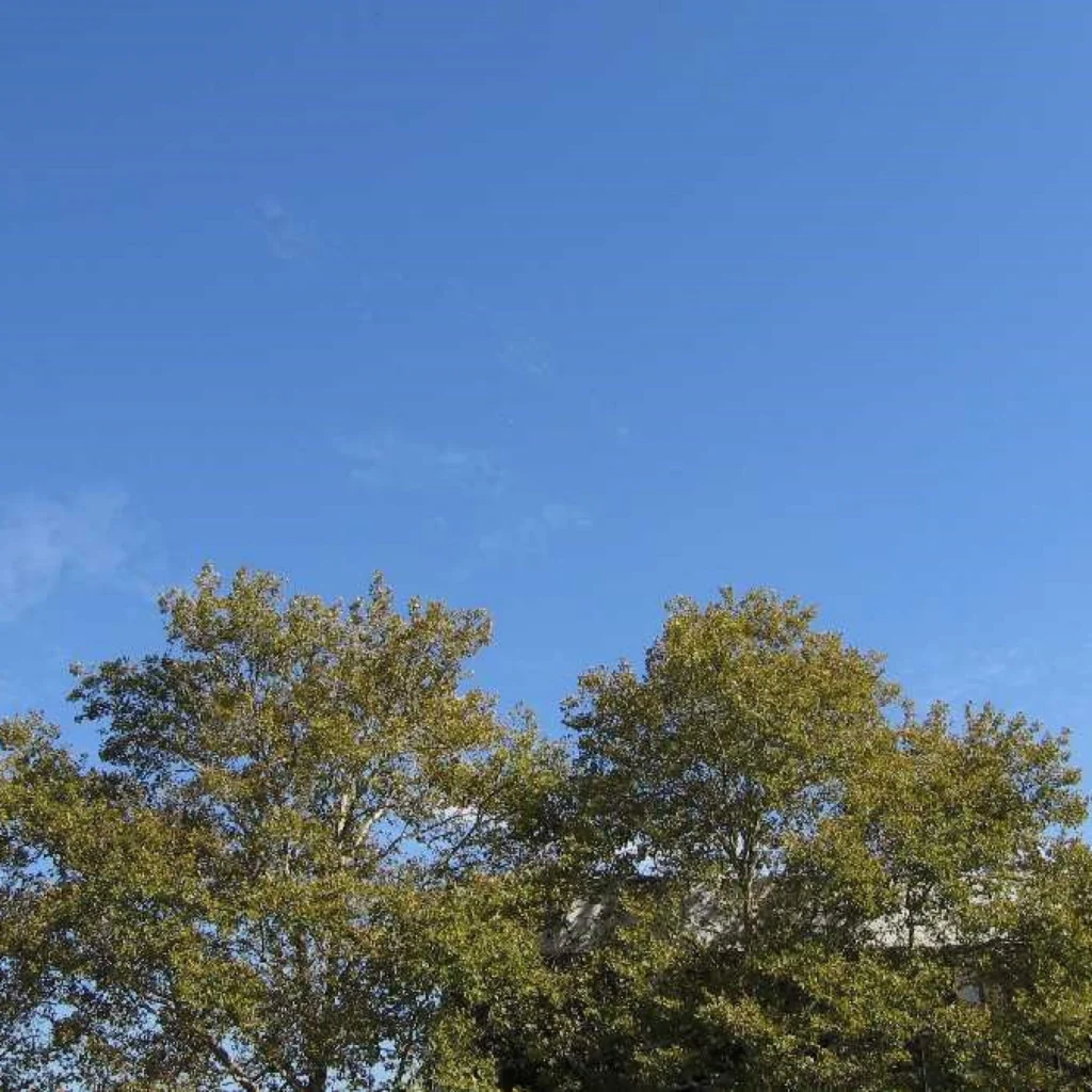 With no cues, you can't tell if this is a photo of a tree, a tree seen through a window, or a reflection. Photos by Christine Sheppard.