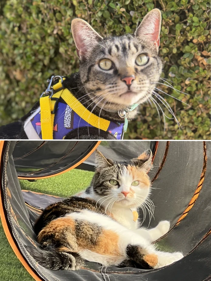 A brown tabby on a leash and harness and a calico cat sitting in an outdoor catio.