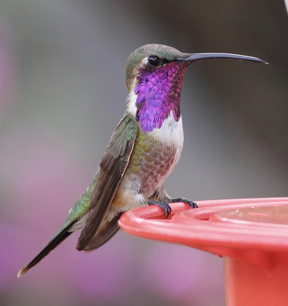 Lucifer Hummingbird. Photo by Greg Homel/Natural Elements Productions.