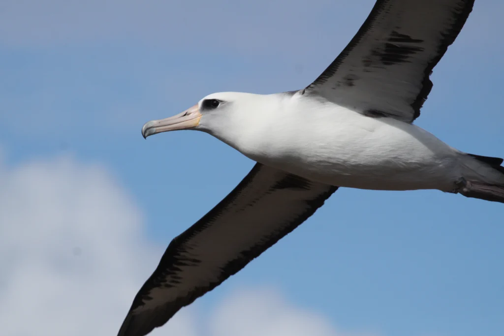 Laysan Albatross in flight. Photo by Sophie Webb.