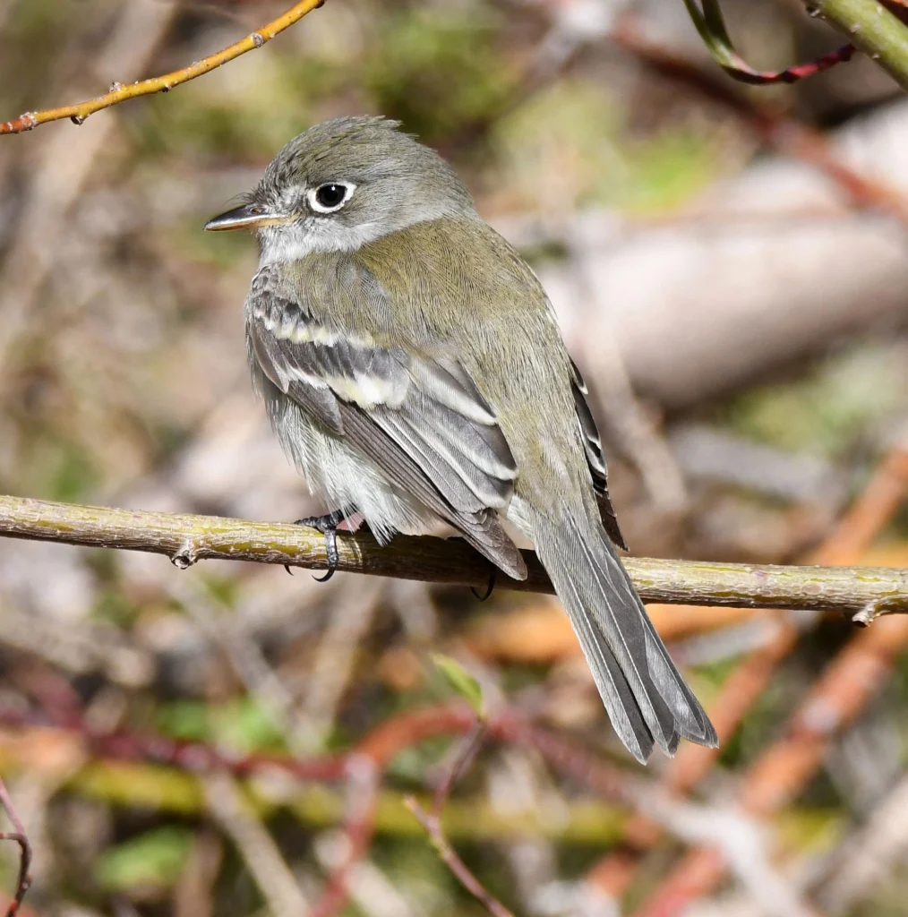 Least Flycatcher. Photo by David O. Hill.