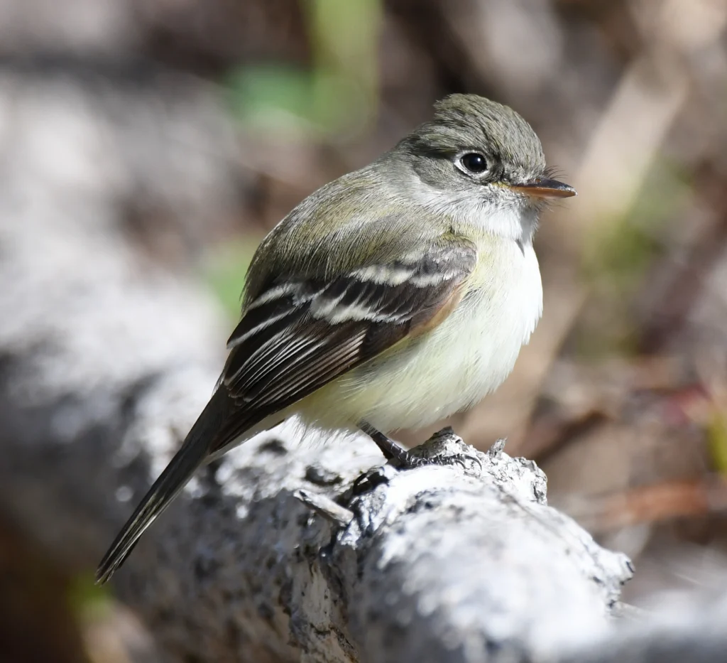 Least Flycatcher. Photo by David O. Hill.
