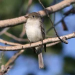 Least Flycatcher. Photo by Michael J. Parr.