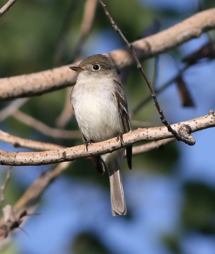 Least Flycatcher. Photo by Michael J. Parr.