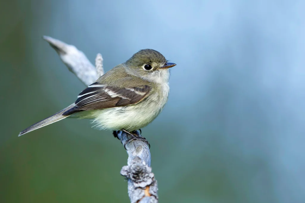 Least Flycatcher (Empidonax minimus) perched on a branch in a forest near Kamloops, British Columbia in Canada.