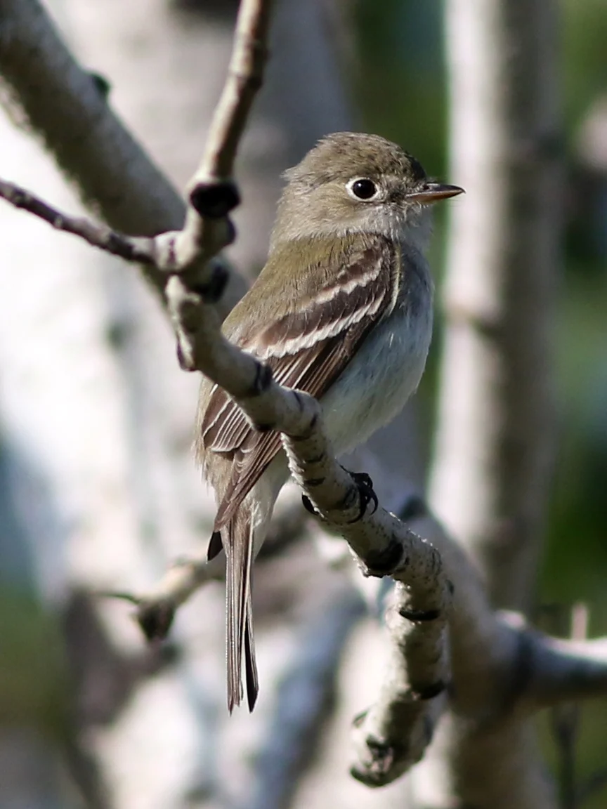 Least Flycatcher. Photo by Michael J. Parr.