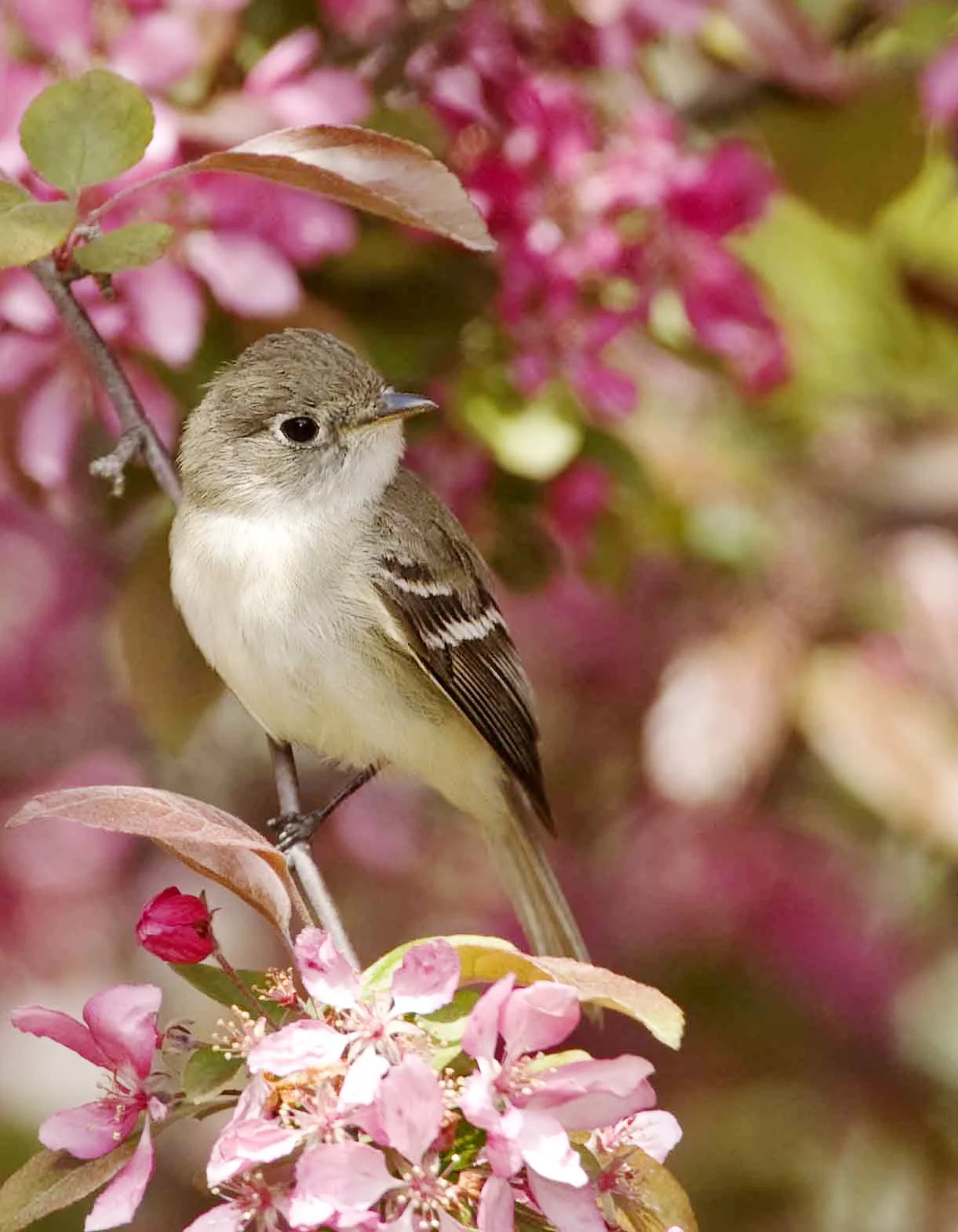 Least Flycatcher. Photo by Owen Deutsch.