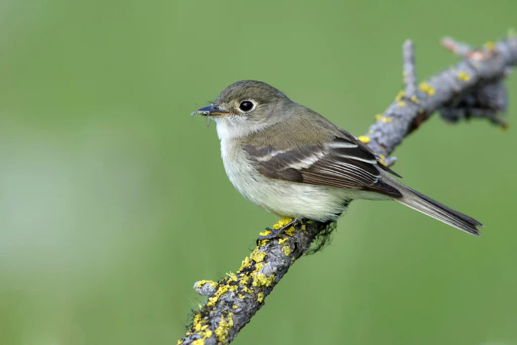 Adult Least Flycatcher (Empidonax minimus) perched on a branch in a forest near Kamloops, British Columbia in Canada.