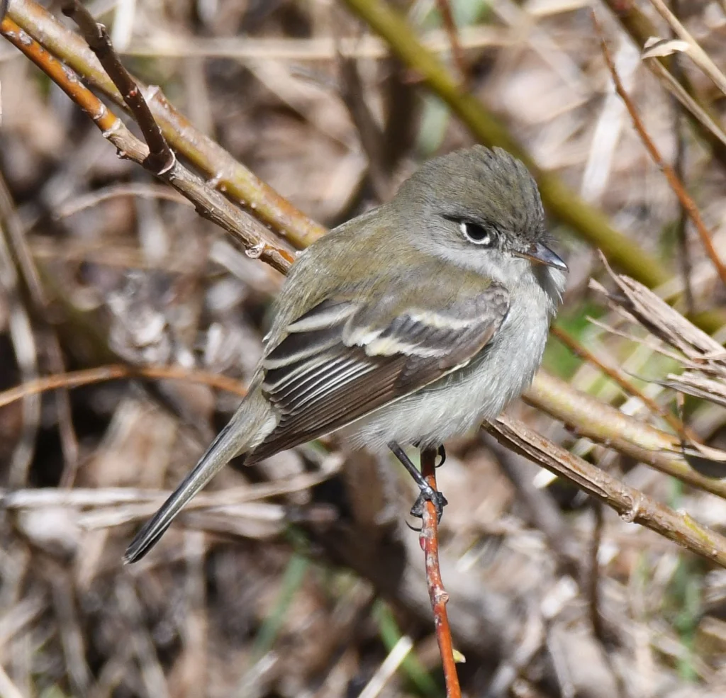 Least Flycatcher. Photo by David O. Hill.