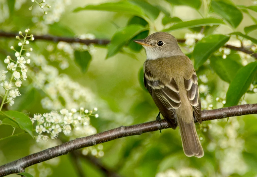 Least Flycatcher. Photo by Owen Deutsch.