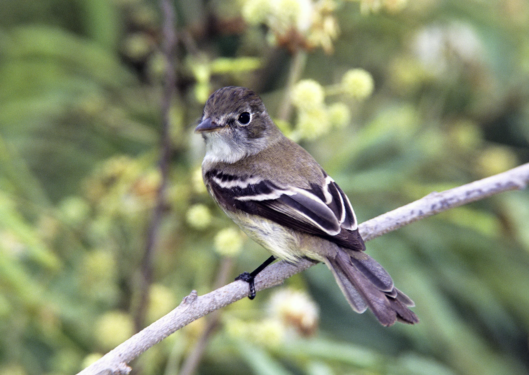 Least Flycatcher. Photo by Ralph Wright.