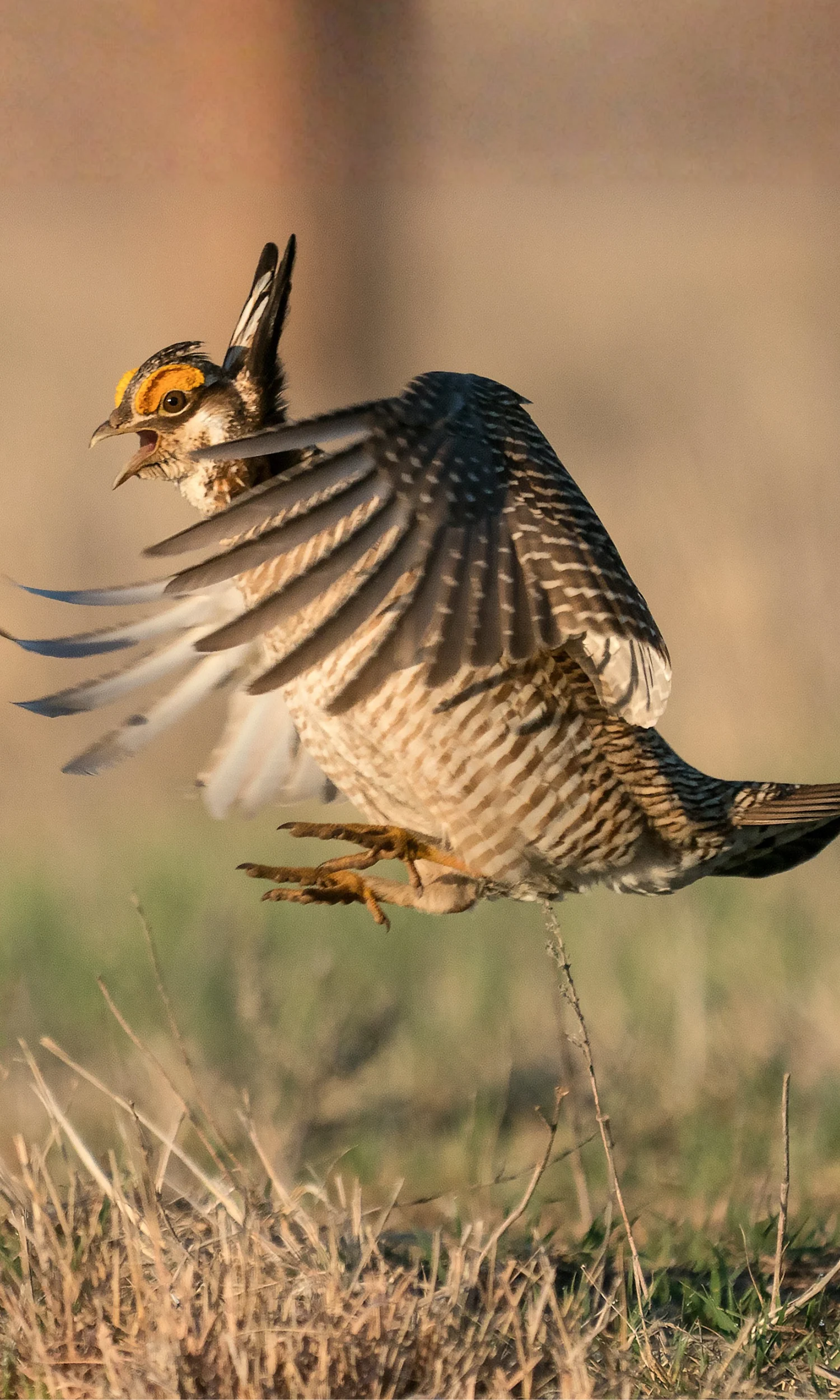 Lesser Prairie-Chicken jumping. Photo by Rob Palmer Photography, Shutterstock.