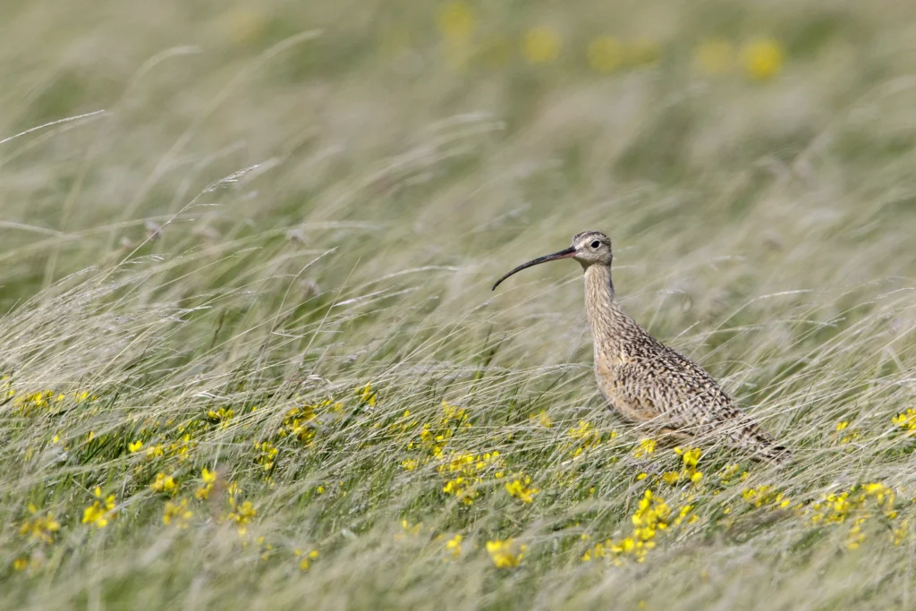 Long-billed Curlew. Photo by Glenn Bartley.