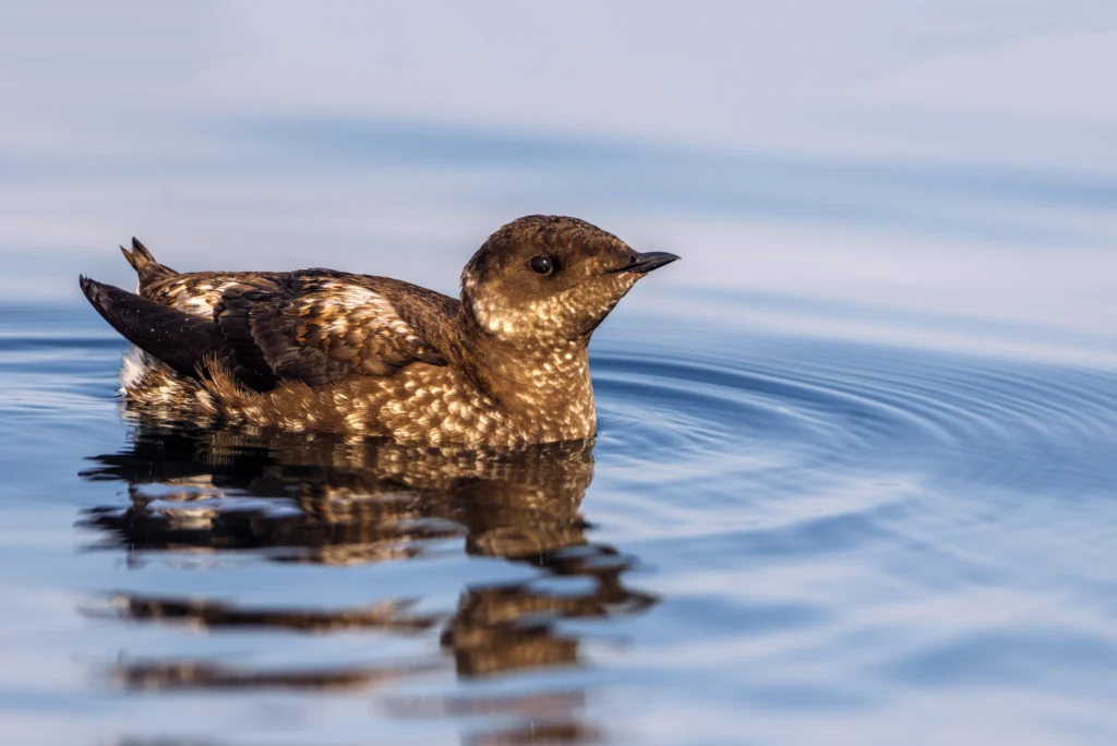 Marbled Murrelet. Photo by Tim Zurowski, Shutterstock.