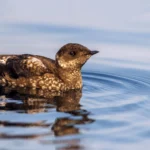Marbled Murrelet. Photo by Tim Zurowski, Shutterstock.