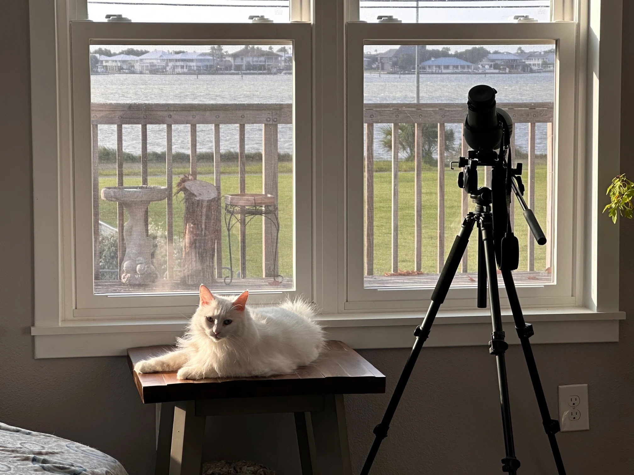 Penelope, a white long-haired cat, lounges by a window next to a spotting scope for birding. Photo by Rebekah Rylander.