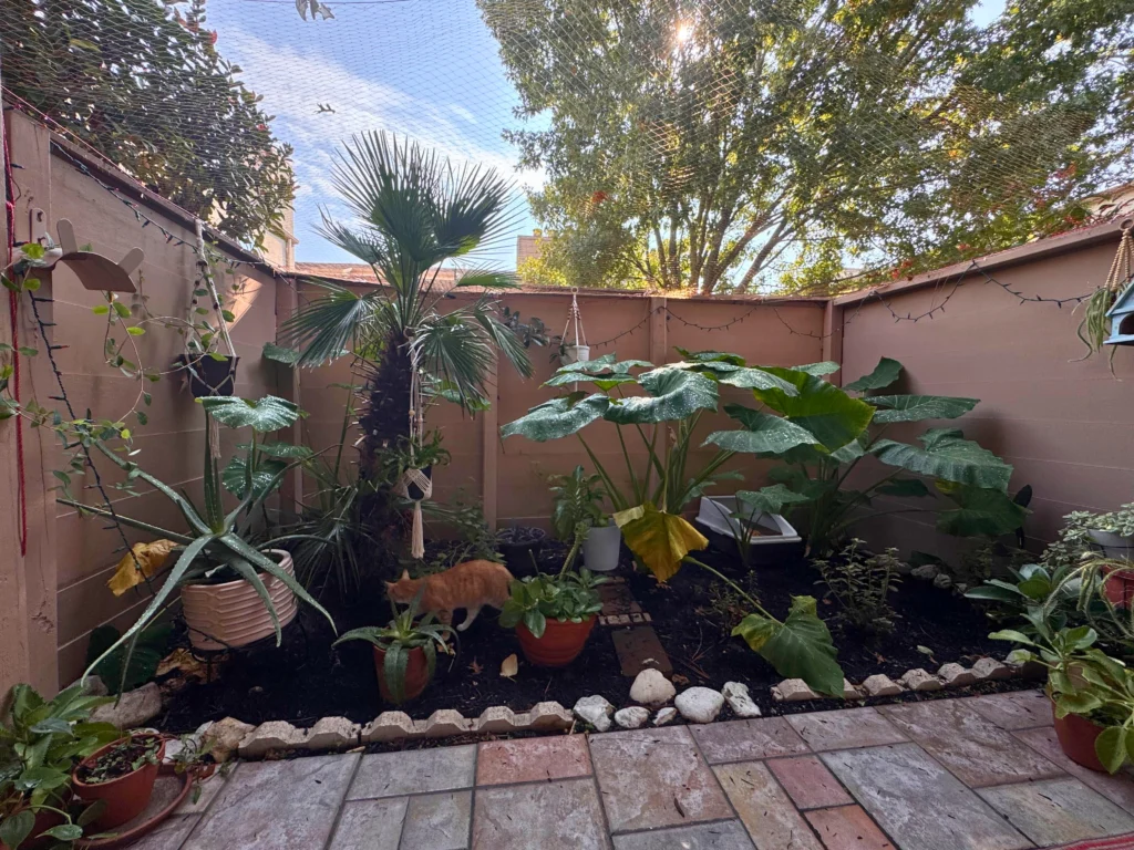 An orange cat walks among plants in an enclosed patio