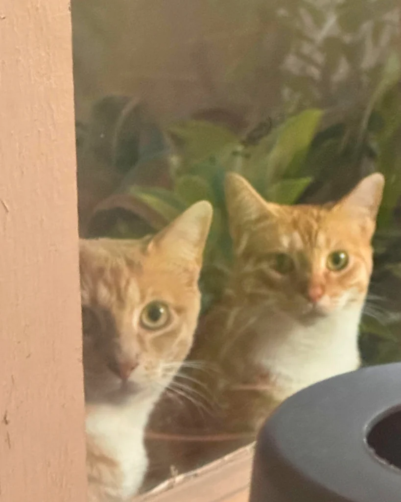 Two orange cats, Rosco and Pepper, peer out from behind a window